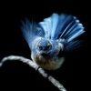 Pavik - Rhipidura albiscapa - Grey Fantail 2430_2